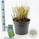 Panicum virgatum 'Rehbraun' 60-90 cm 6,5L