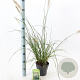 Pennisetum alopecuroides 25-30 cm 2,0L