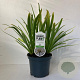 Agapanthus 'Leicester' 25-30 cm 3,0L