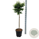 Betula pendula 'Magical Globe' 90 cm stam 15L
