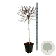 Betula pendula 'Magical Globe' 90 cm stam 15L