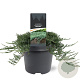 Juniperus horizontalis 'Wiltonii' 25-30 cm 3,5L