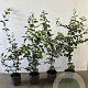 Carpinus betulus 60-80 cm 2,5L