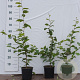 Carpinus betulus 100-125 cm 2,5L