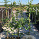 Carpinus betulus 175-200 cm 5,0L met stok