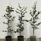 Fagus sylvatica 80-100 cm 3,5L