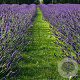 Lavandula intermedia GM C5