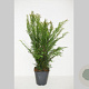 Taxus baccata 60-80 cm 5,0L