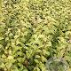Viburnum farreri 80-100 cm met kluit