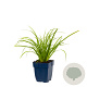 Carex morrowii GM  P11