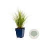 Carex 'Phoenix Green' GM  P11