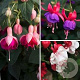 Fuchsia mix GM 2,0L