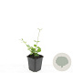 Vinca major GM P9