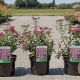 Spiraea jap. 'Anthony Waterer' 30-40 cm 3,5L