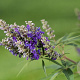Vitex agnus-castus Blue Puffball 10-15 cm 2,0L