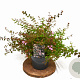 Abelia 'Edward Goucher' 25-30 cm 3,0L