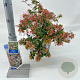 Abelia grandiflora 25-30 cm 3,0L