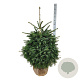 Abies nordmanniana 100-125 cm met kluit extra