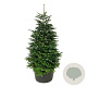 Abies nordmanniana 225-250 cm cont. 285L solitair