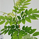 Wisteria sinensis 'Alba' 100-125 cm rozenpot 2L