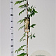 Wisteria sinensis 'Alba' 100-125 cm rozenpot 2L