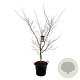 Acer North Wind 170-200 cm cont. 55L extra