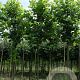 Acer rubrum 'Brandywine' 12-14 HO draadkluit