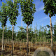 Acer rubrum 'Scanlon' 8-10 HO draadkluit
