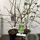 Acer shirasawanum 'Aureum' 40-50 cm met kluit