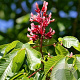 Aesculus pavia 'Atrosanguinea' 20-25 cm 50L 225 cm stam