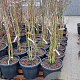 Albizia julibrissin 150-175 cm 35L najaarspotting