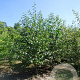 Alnus cordata 400-450 cm draadkluit meerstammig