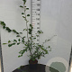 Amelanchier lamarckii 60-70 cm 5,0L