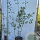 Amelanchier lamarckii 100-125 cm 7,5L solitair
