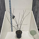 Amelanchier lamarckii 80-100 cm 10L meerstammig