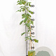 Argyrocytisus battandieri 40-60 cm 3,0L