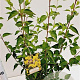 Cornus mas 60-80 cm 4,0L