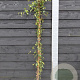 Bignonia capreolata 150-175 cm vierkant rond 5,5L