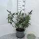 Buddleja 'White Ball' 40-60 cm 5,0L