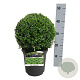 Buxus sempervirens 25-30 cm 4,0L bol antraciet