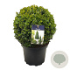 Buxus sempervirens 25-30 cm 5,0L bol