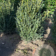 Buxus sempervirens 50-60 cm met kluit