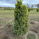 Buxus sempervirens 80-100 cm met kluit