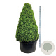 Buxus sempervirens 150-175 cm cont. 285L piramide