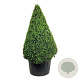 Buxus sempervirens 175-200 cm cont. 285L piramide