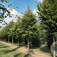 Carpinus betulus 45-50 HO draadkluit 250 cm stam