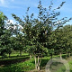 Carpinus japonica 10-12 HO draadkluit