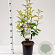 Elaeagnus ebbingei 60-80 cm 4,5L