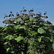 Catalpa erubescens 'Purpurea' 300-350 cm draadkluit meerstammig