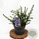 Ceanothus 'Blue Mound' 25-30 cm 3,0L